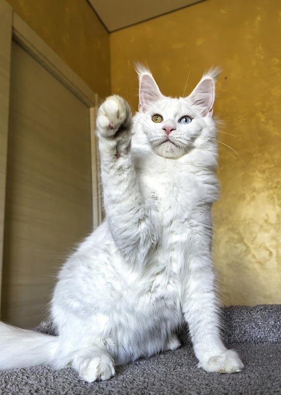 Mirra  Akbars - Kitten maine-coon 5 months 1.5 week