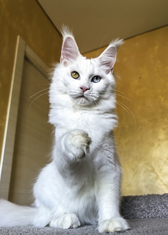 Mirra  Akbars - Kitten maine-coon 5 months 1.5 week