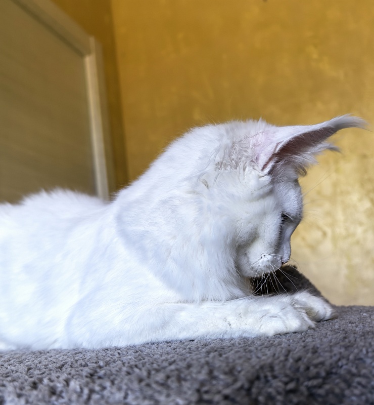 Mirra  Akbars - Kitten maine-coon 5 months 1.5 week