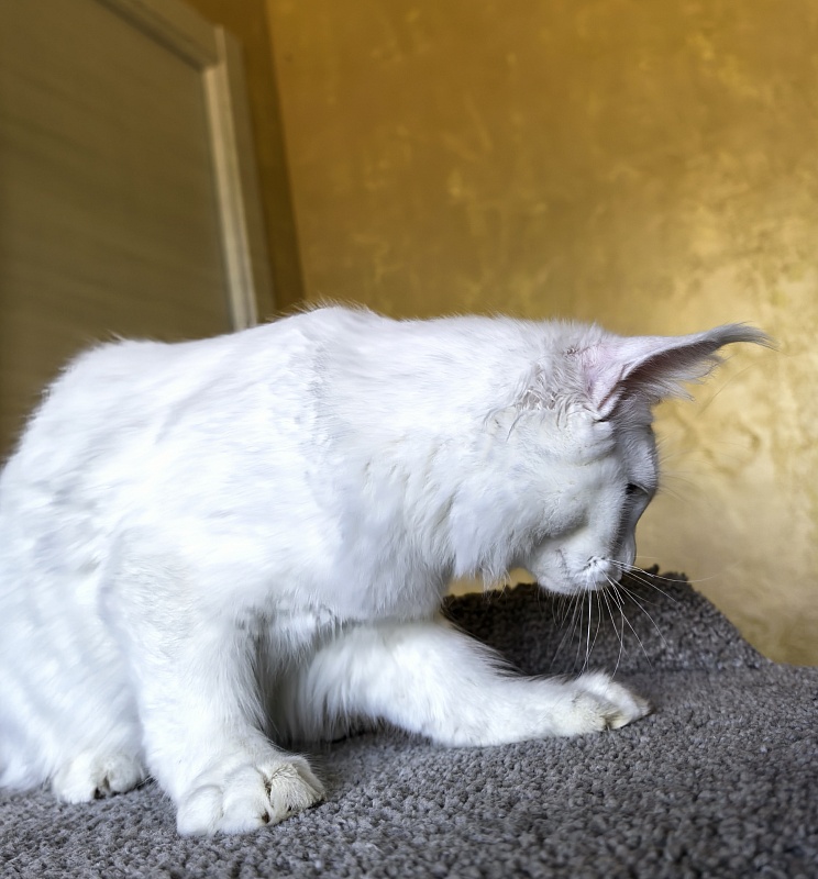 Mirra  Akbars - Kitten maine-coon 5 months 1.5 week