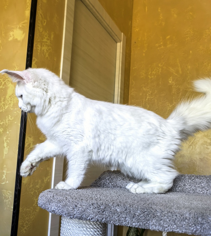 Mirra  Akbars - Kitten maine-coon 5 months 1.5 week