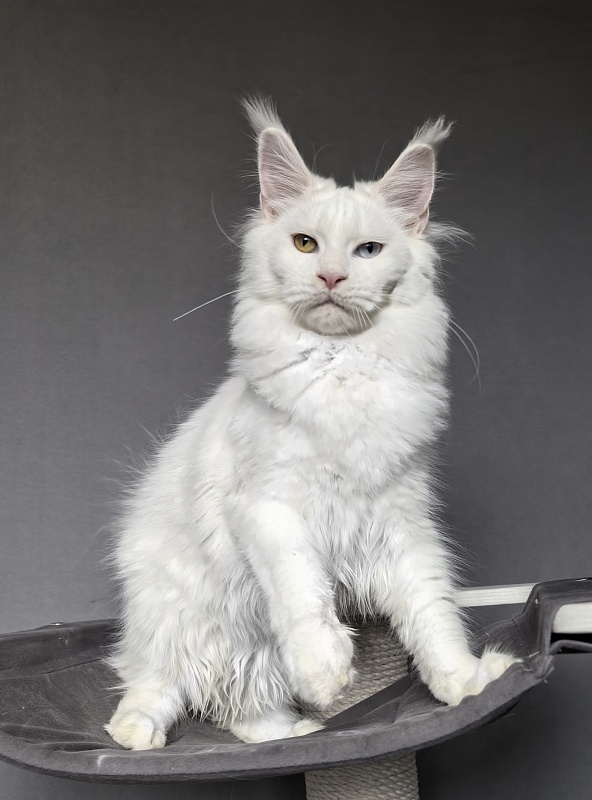 Mirra  Akbars - Kitten maine-coon 6 months 1 week