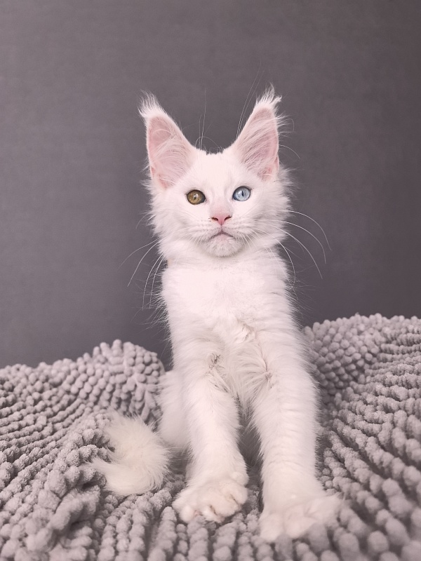Mirra  Akbars - Kitten maine-coon 2 months 1 week