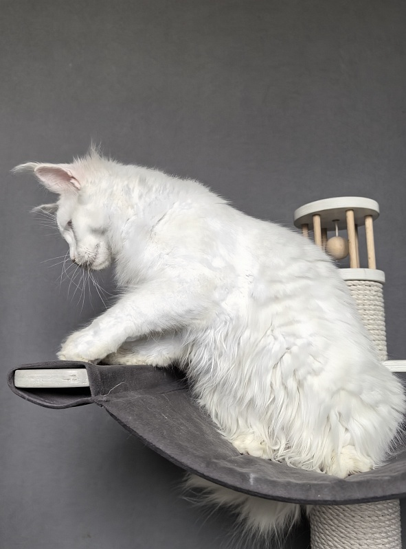 Mirra  Akbars - Kitten maine-coon 6 months 1 week