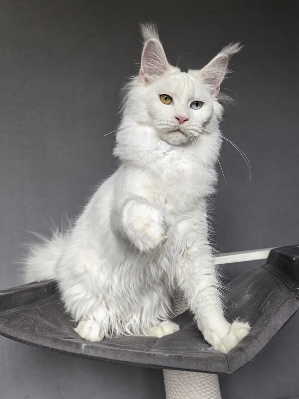 Mirra  Akbars - Kitten maine-coon 6 months 1 week