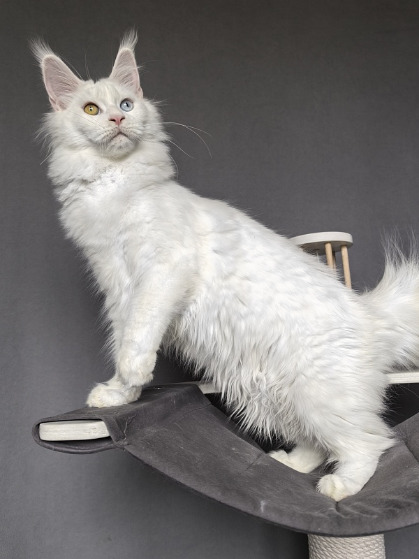 Mirra  Akbars - Kitten maine-coon 6 months 1 week