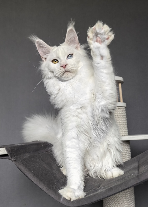 Mirra  Akbars - Kitten maine-coon 6 months 1 week