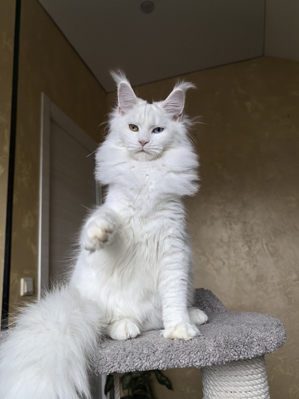 Mirra  Akbars - Kitten maine-coon 6 months 4 weeks