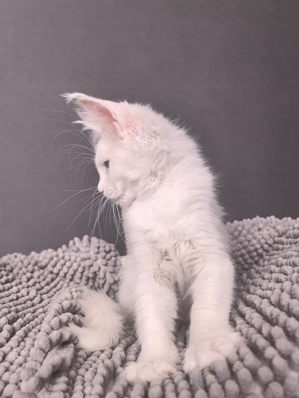 Mirra  Akbars - Kitten maine-coon 2 months 1 week