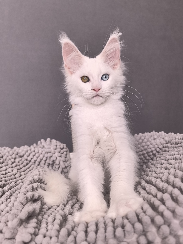 Mirra  Akbars - Kitten maine-coon 2 months 1 week