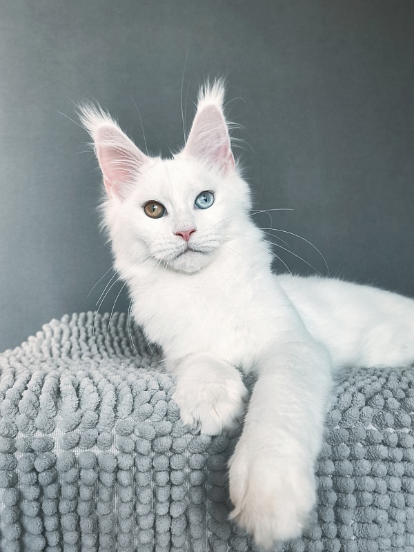 Mirra  Akbars - Kitten maine-coon 4 months