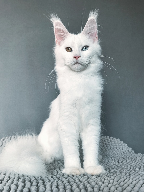 Mirra  Akbars - Kitten maine-coon 4 months