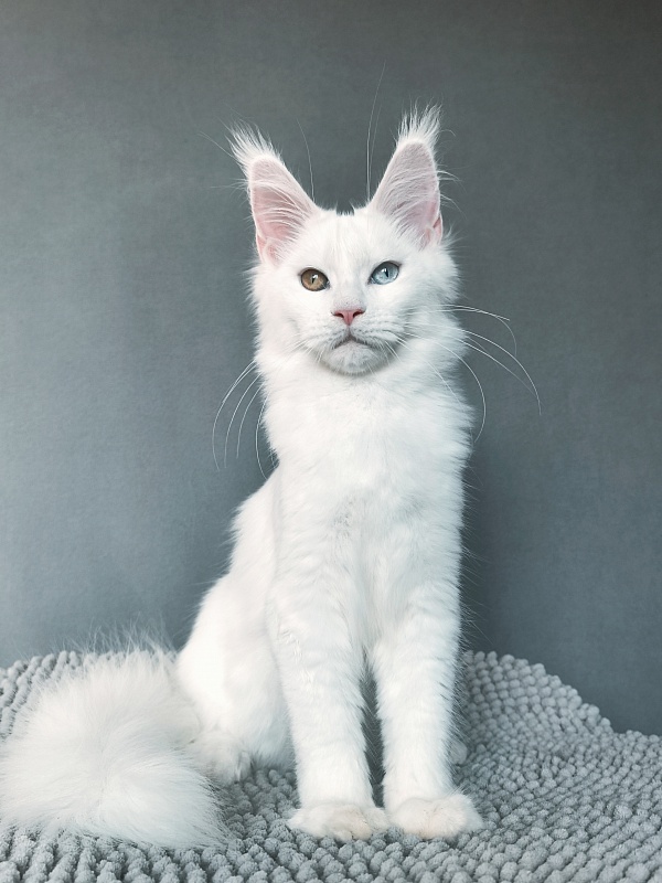 Mirra  Akbars - Kitten maine-coon 4 months