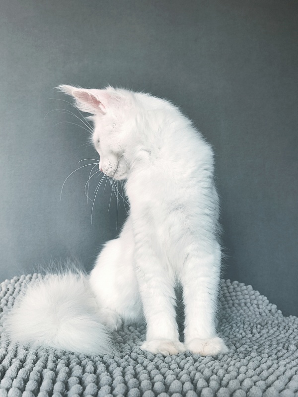 Mirra  Akbars - Kitten maine-coon 4 months