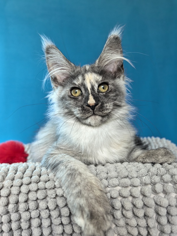 Magnolia Akbars - Kitten maine-coon 3 months 1 week