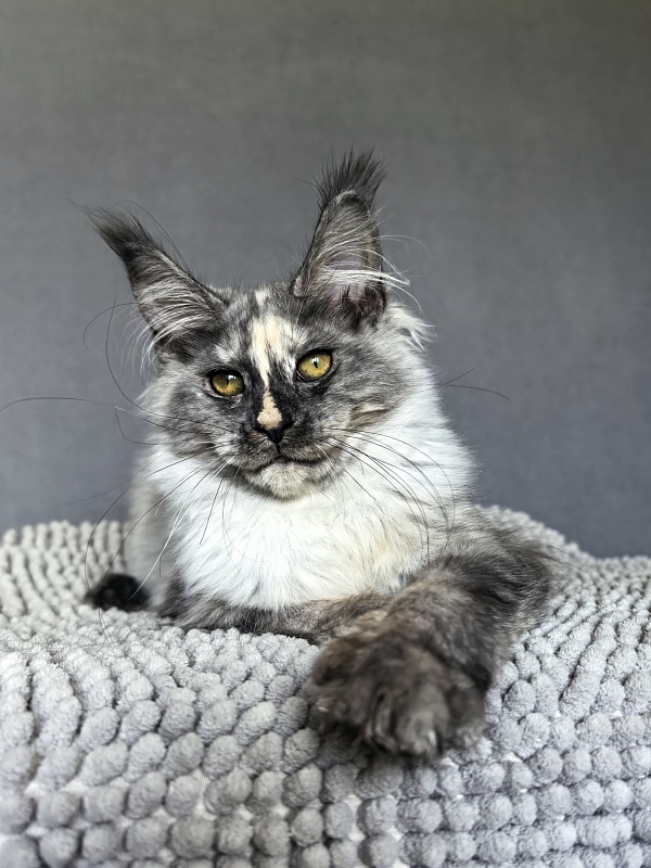 Magnolia Akbars - Kitten maine-coon 4 months