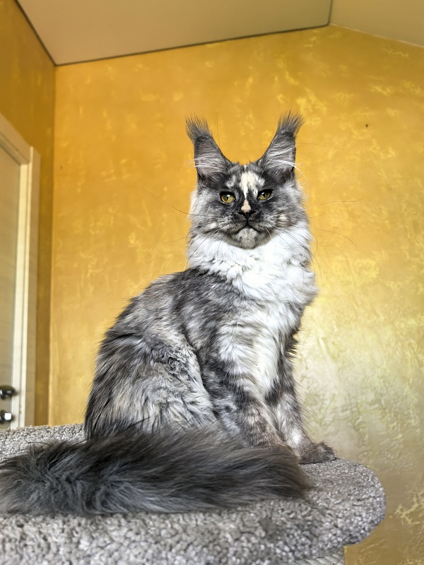 Magnolia Akbars - Kitten maine-coon 5.5 months