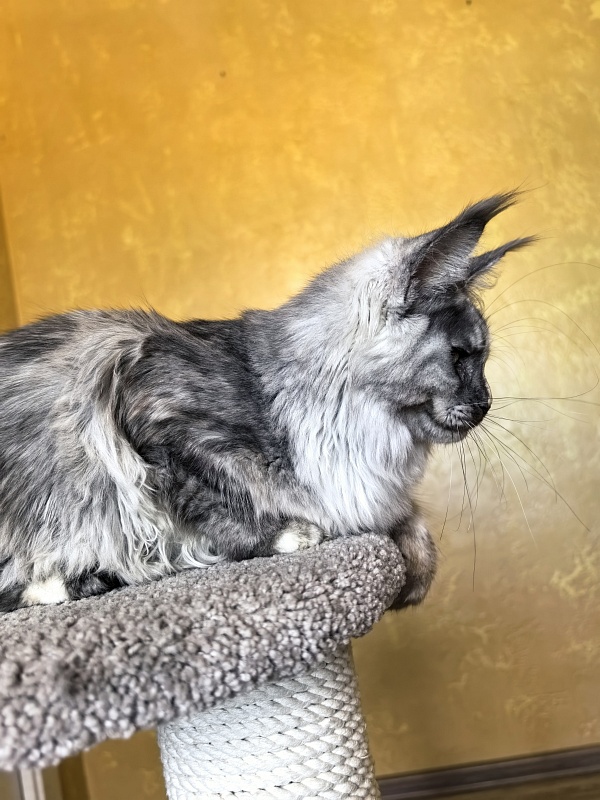 Magnolia Akbars - Kitten maine-coon 5.5 months