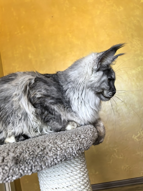 Magnolia Akbars - Kitten maine-coon 5.5 months