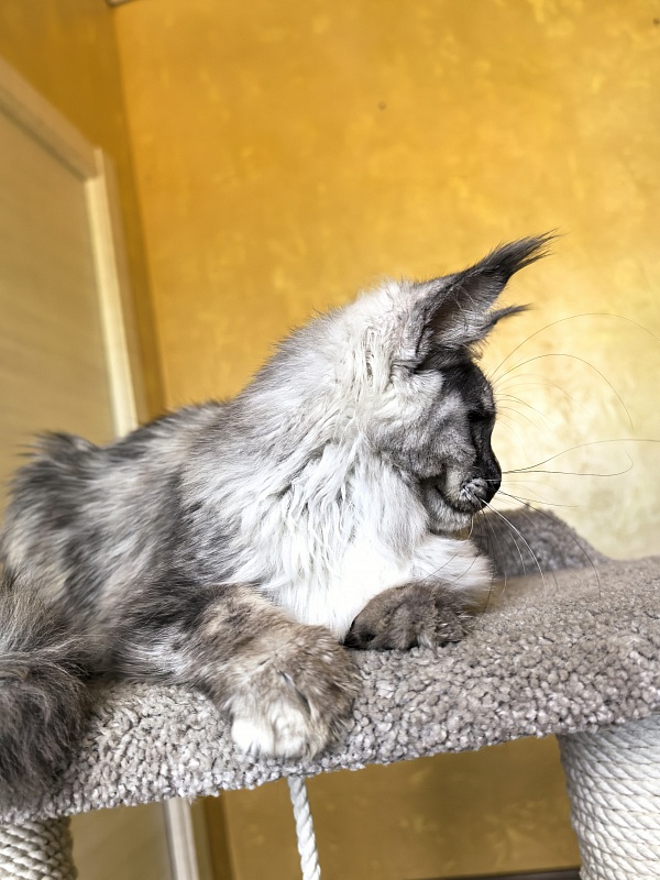 Magnolia Akbars - Kitten maine-coon 5.5 months