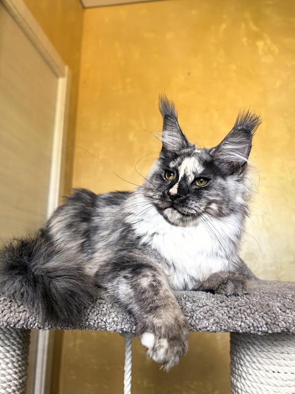 Magnolia Akbars - Kitten maine-coon 5.5 months