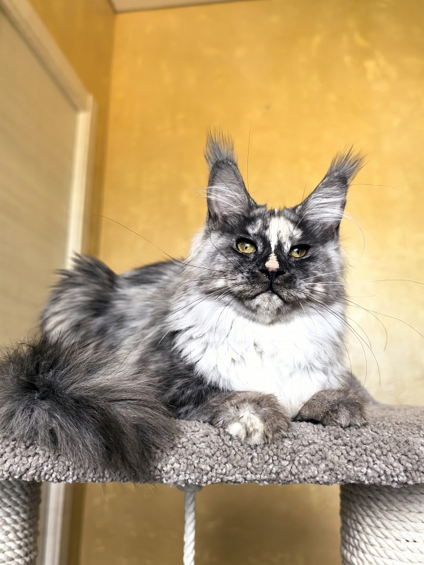 Magnolia Akbars - Kitten maine-coon 5.5 months