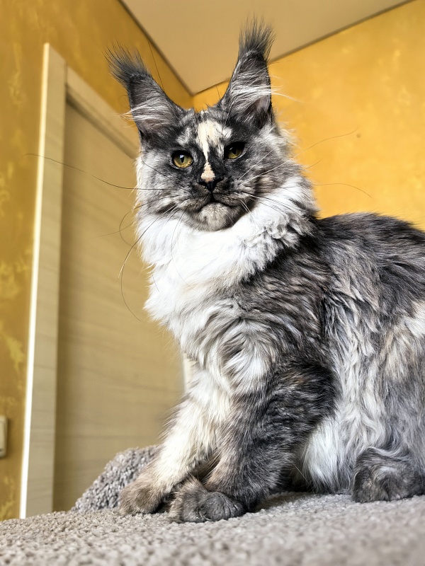 Magnolia Akbars - Kitten maine-coon 5.5 months