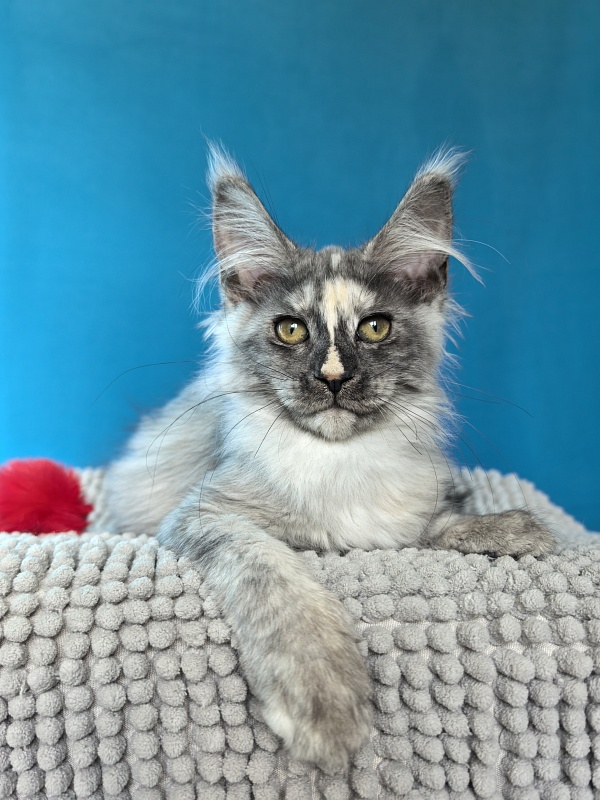 Magnolia Akbars - Kitten maine-coon 3 months 1 week