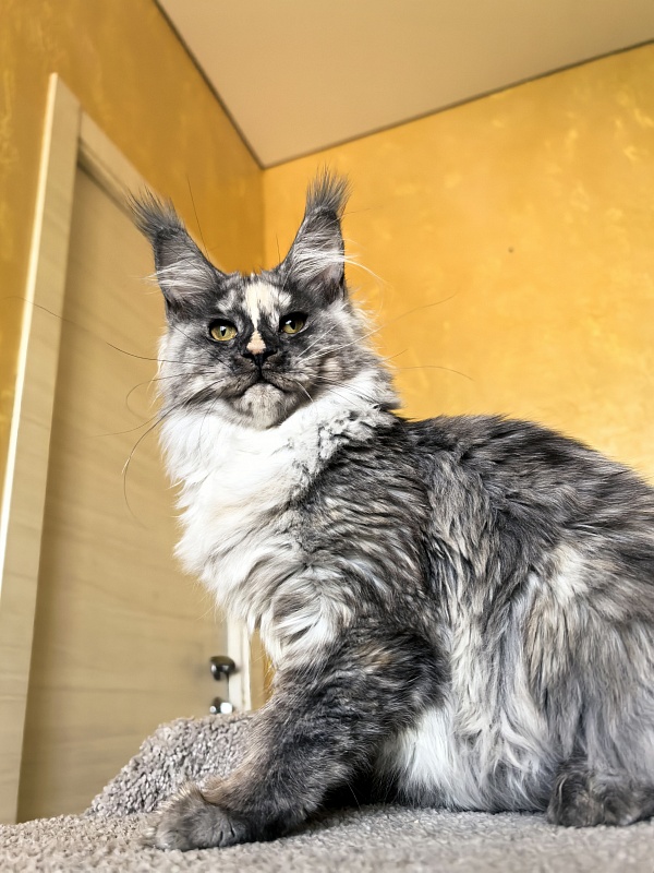 Magnolia Akbars - Kitten maine-coon 5.5 months