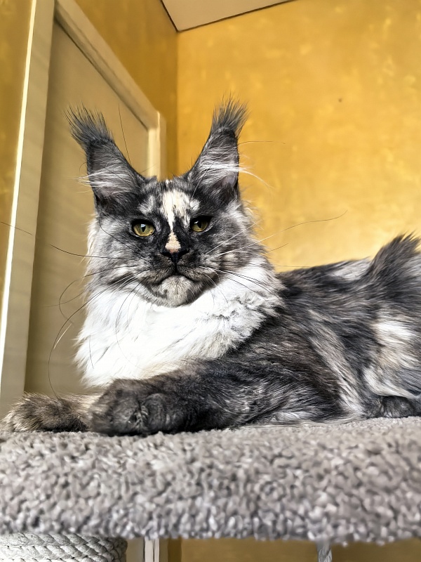 Magnolia Akbars - Kitten maine-coon 5.5 months