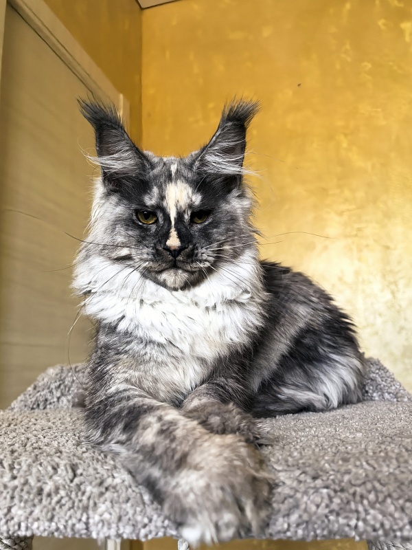 Magnolia Akbars - Kitten maine-coon 5.5 months