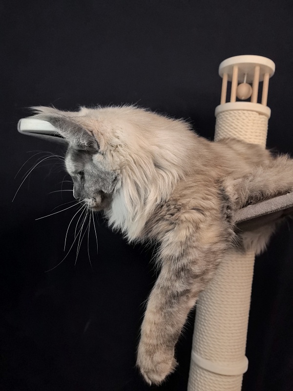 Magnolia Akbars - Kitten maine-coon 6.5 months