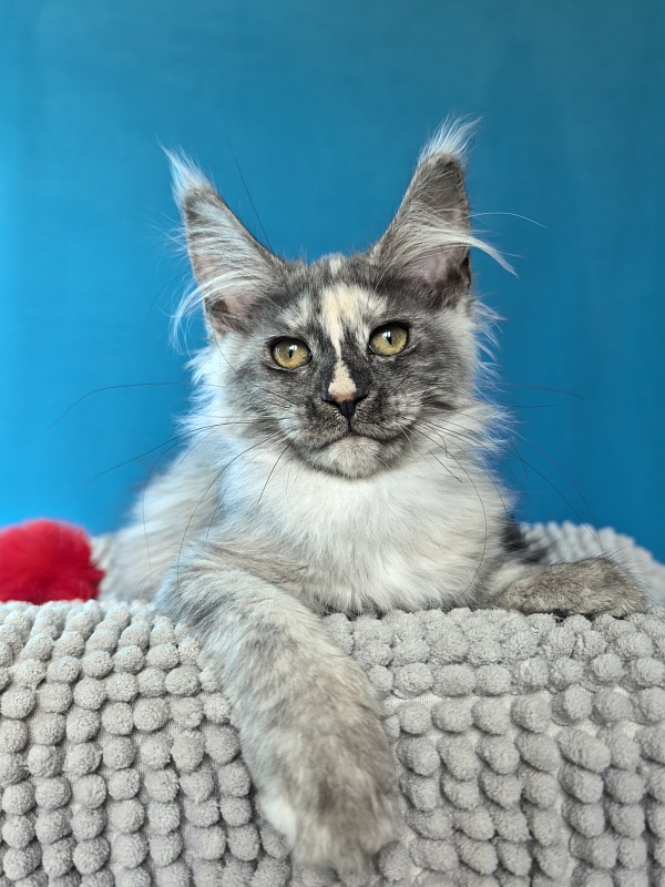 Magnolia Akbars - Kitten maine-coon 3 months 1 week