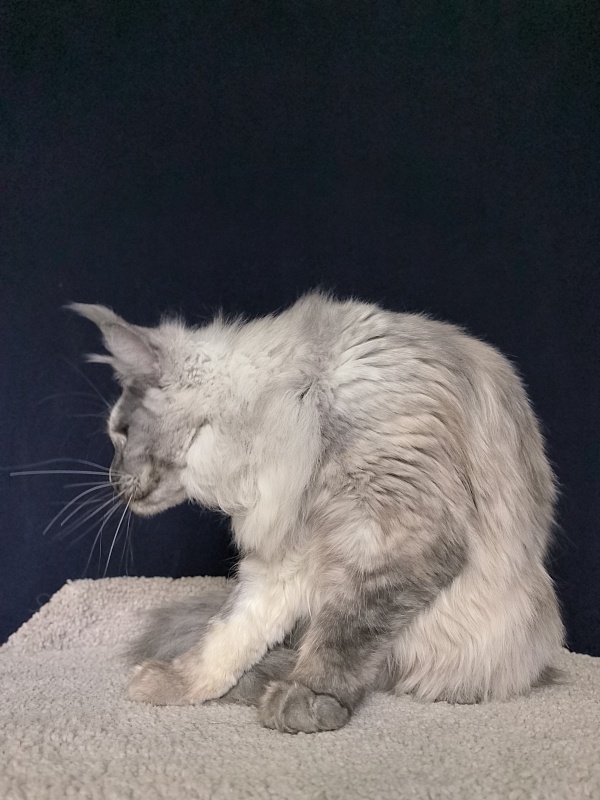 Magnolia Akbars - Junior maine-coon 7 months 1.5 week