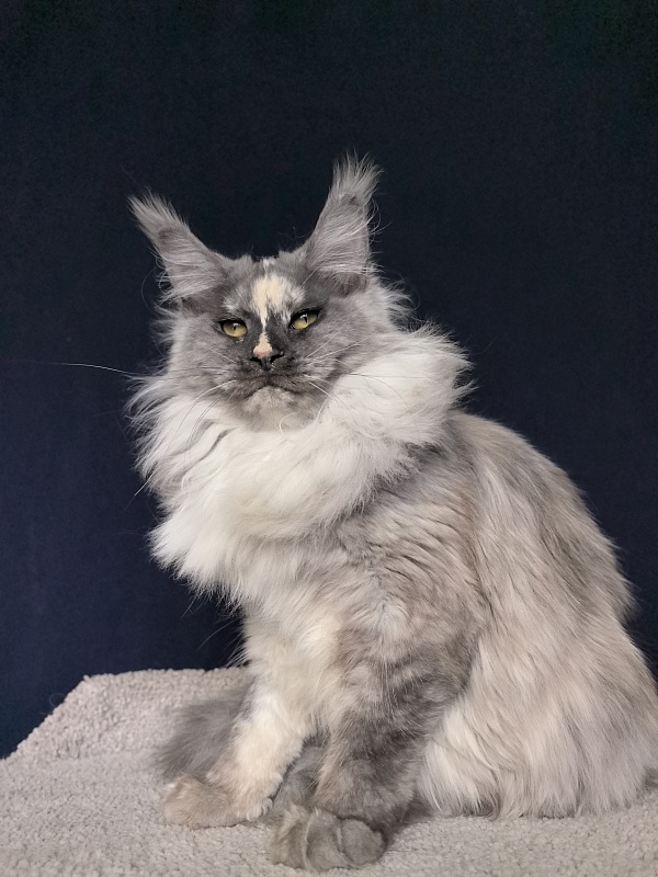 Magnolia Akbars - Junior maine-coon 7 months 1.5 week