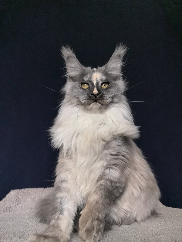 Magnolia Akbars - Junior maine-coon 7 months 1.5 week