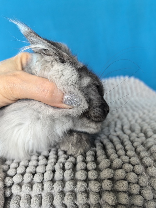 Magnolia Akbars - Kitten maine-coon 3 months 1 week