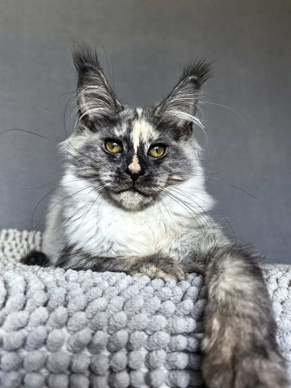 Magnolia Akbars - Kitten maine-coon 4 months