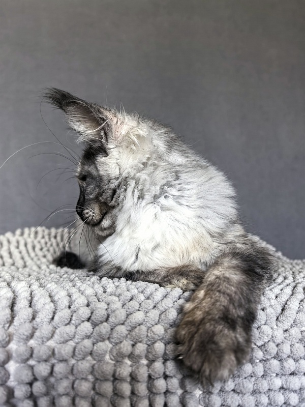 Magnolia Akbars - Kitten maine-coon 4 months