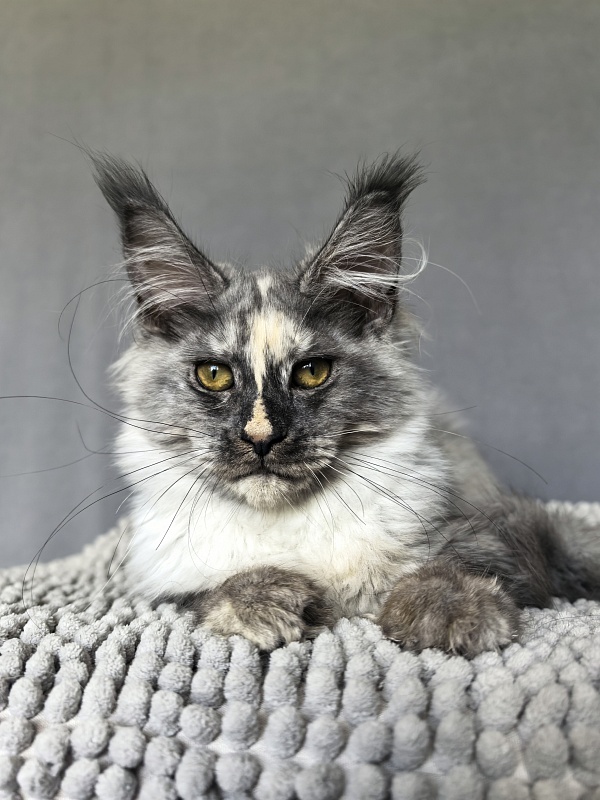 Magnolia Akbars - Kitten maine-coon 4 months