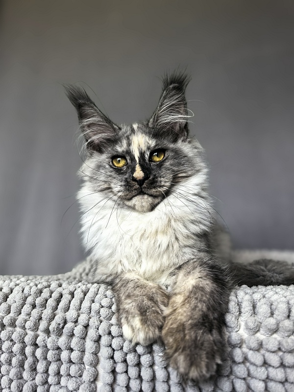 Magnolia Akbars - Kitten maine-coon 4 months