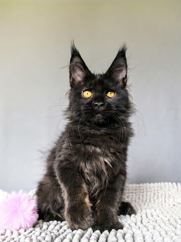 My Lyalya Akbars - Kitten maine-coon 2 months 3.5 weeks