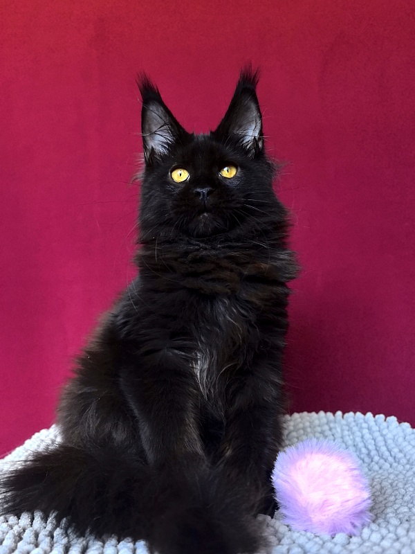 My Lyalya Akbars - Kitten maine-coon 3 months 4 weeks