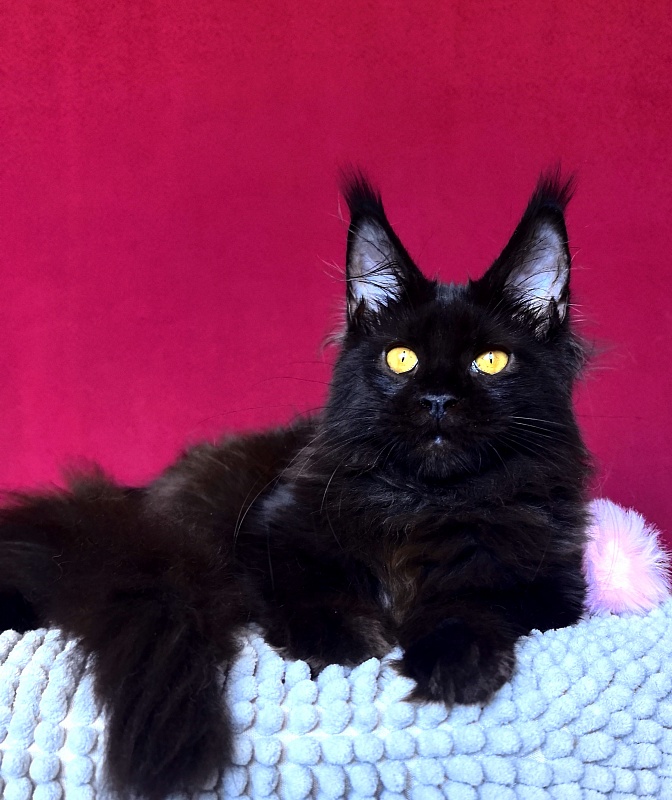 My Lyalya Akbars - Kitten maine-coon 3 months 4 weeks