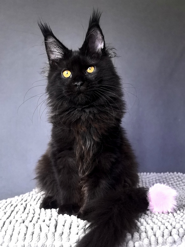 My Lyalya Akbars - Kitten maine-coon 4 months