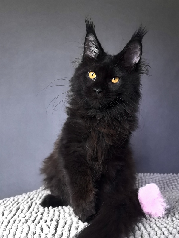 My Lyalya Akbars - Kitten maine-coon 4 months