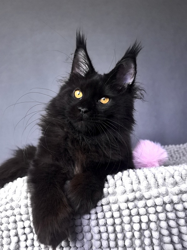 My Lyalya Akbars - Kitten maine-coon 4 months