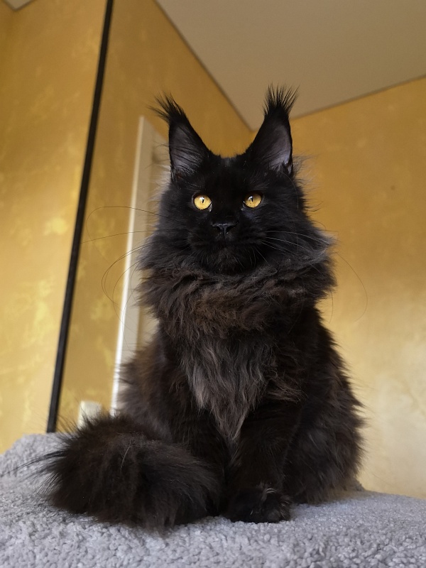 My Lyalya Akbars - Kitten maine-coon 5 months 4 weeks