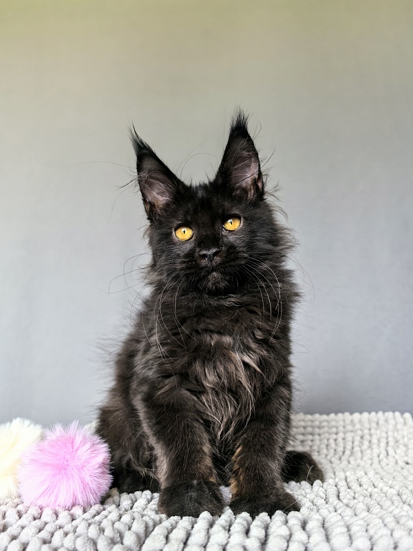 My Lyalya Akbars - Kitten maine-coon 2 months 3.5 weeks