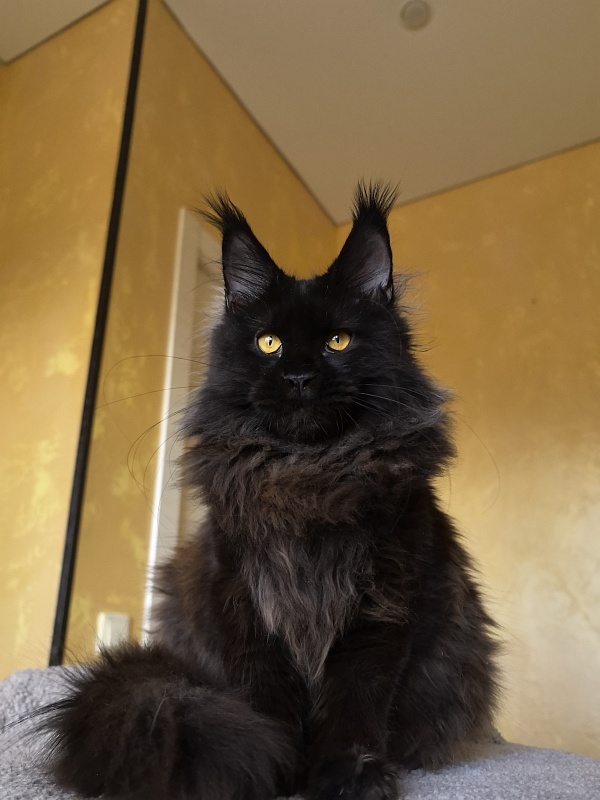 My Lyalya Akbars - Kitten maine-coon 5 months 4 weeks